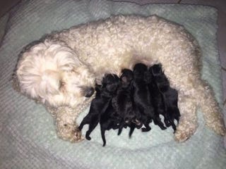 white dog has black puppies pupternity test