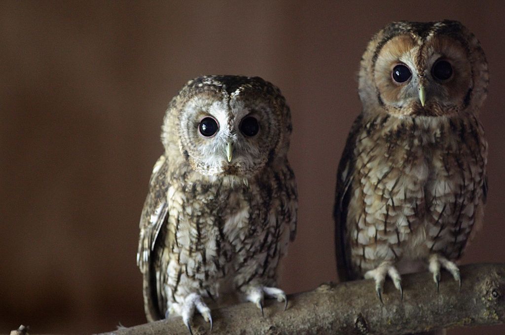 Owls Without Feathers Pictures Of Owls