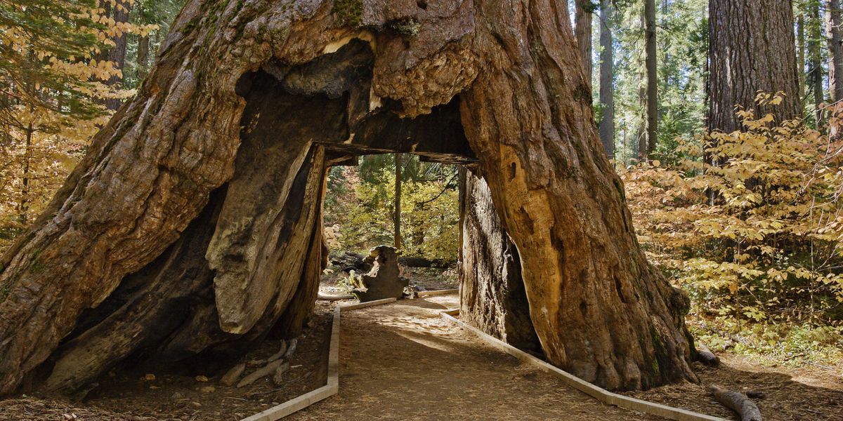 Pioneer Cabin Sequoia At Calaveras Big Trees National Park Falls Drive Through Giant Sequoia 