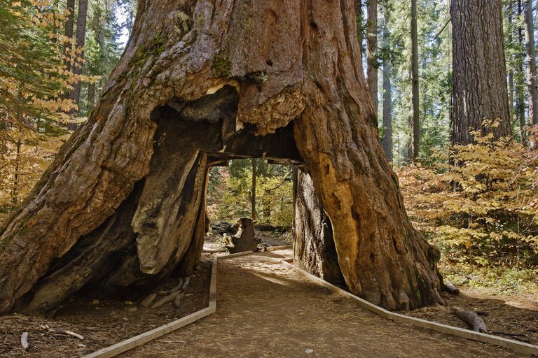 Pioneer Cabin Sequoia At Calaveras Big Trees National Park Falls 