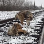 Winter, Freezing, Overhead power line, Snow, Track, Carnivore, Electrical network, Electricity, Dog, Dog breed, 