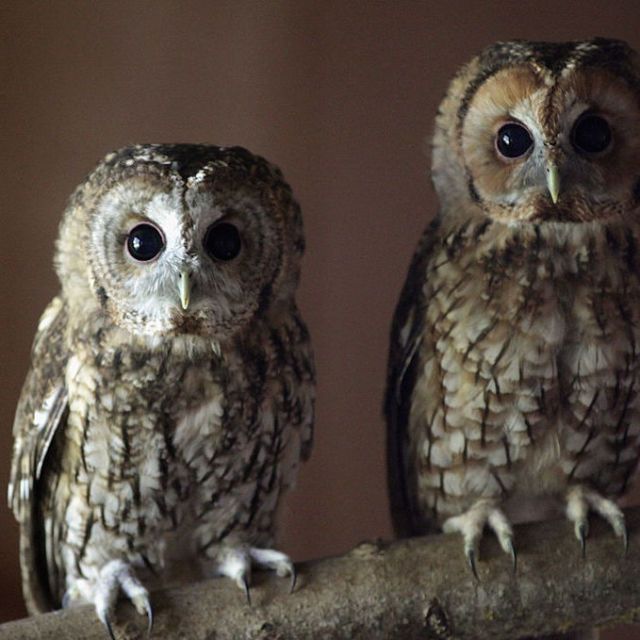 Owls Without Feathers - Pictures of Owls