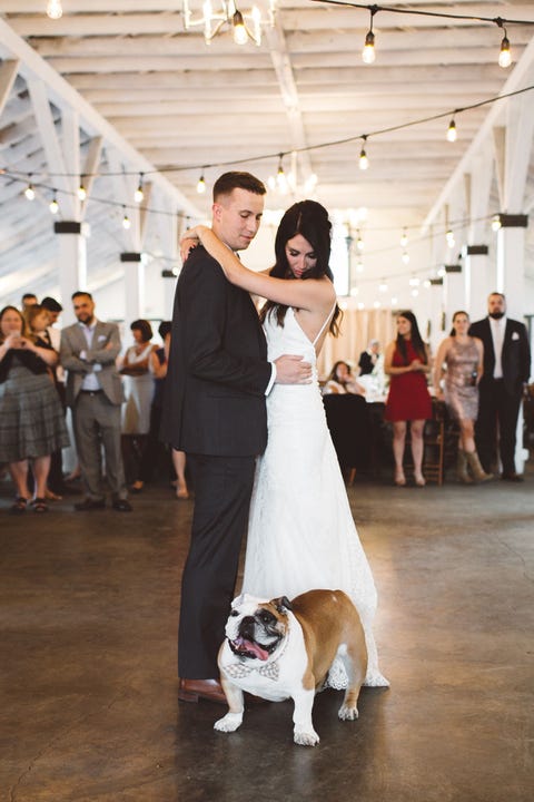 dogs at weddings how to include your dog in your wedding