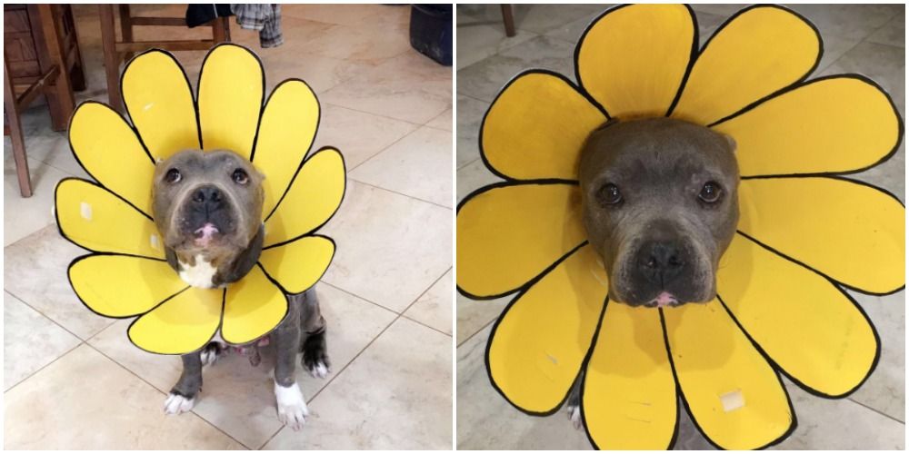 Cone of Shame Into A Sunflower