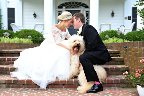 dogs at weddings how to include your dog in your wedding