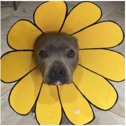 Flower cheap dog cone