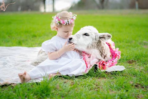 Grass, Pink, Baby & toddler clothing, Carnivore, Dog, Dress, Hair accessory, Headpiece, Spring, Companion dog, 