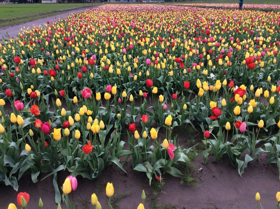 7 Tulip Farms To Visit In America