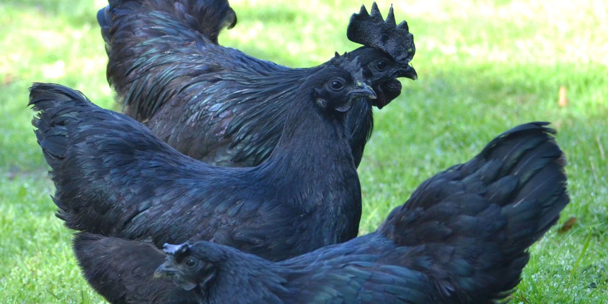 This Rare "Goth" Chicken is the Newest Craze of the Poultry World
