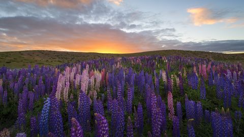 Lavender, Nature, Flower, Lupin, Plant, Natural landscape, Wilderness, Purple, Wildflower, Sky, 