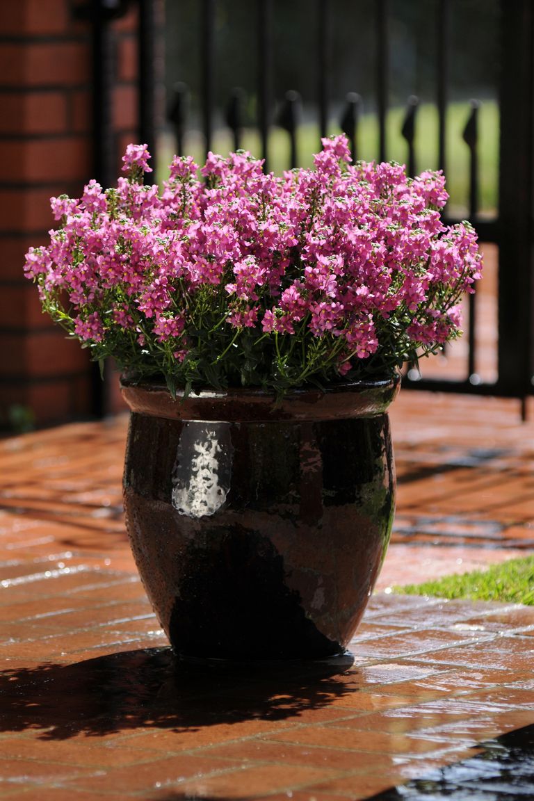10 Container Gardening Ideas - Best Plants for Containers