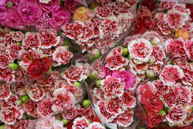 Carnation Facts, Reasons to Buy Someone Carnations