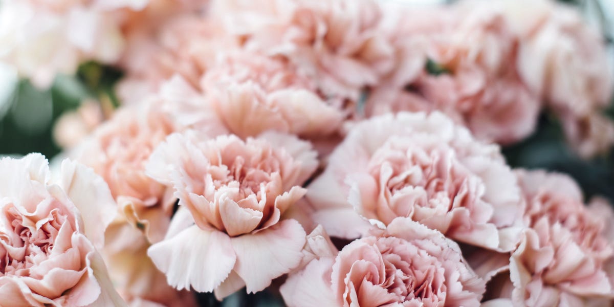 6 reasons to bring back the carnation why carnations house cleaning pics