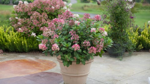 10 Container Gardening Ideas Best Plants For Containers