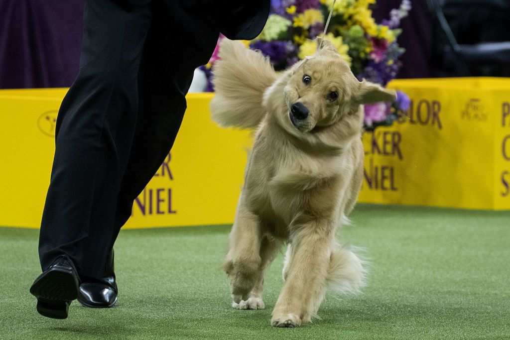 Funny hot sale dog show