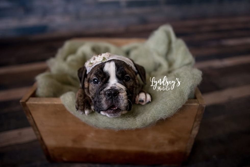 Newborn Puppy Photoshoot - Photographer Captures Adorable Puppy