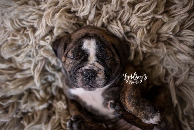 Newborn Puppy Photoshoot - Photographer Captures Adorable Puppy