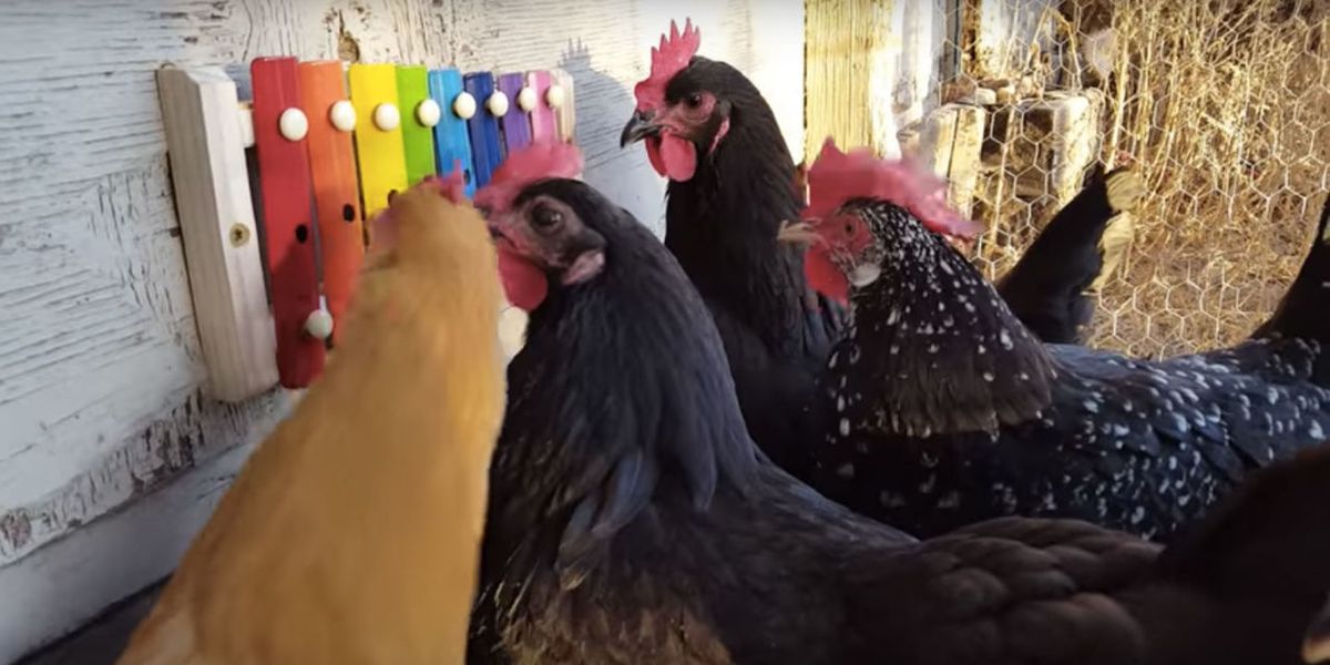Chickens Playing the Xylophone Is a Thing, and We Can't