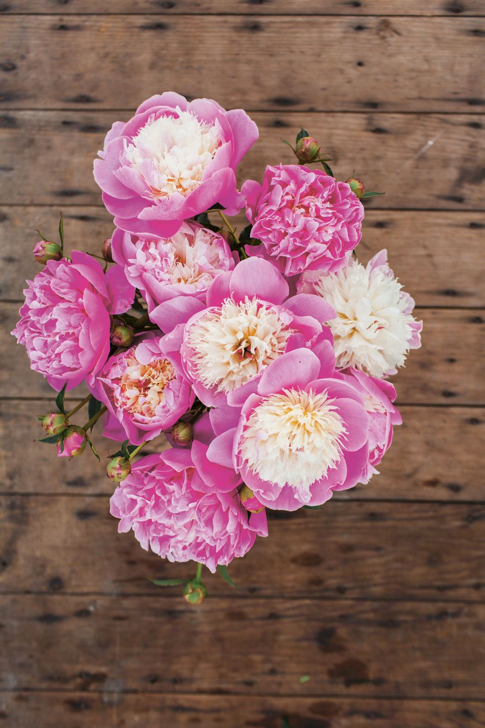 Flower, Flowering plant, Pink, Petal, Plant, Cut flowers, common peony, Peony, Bouquet, Rosa × centifolia, 