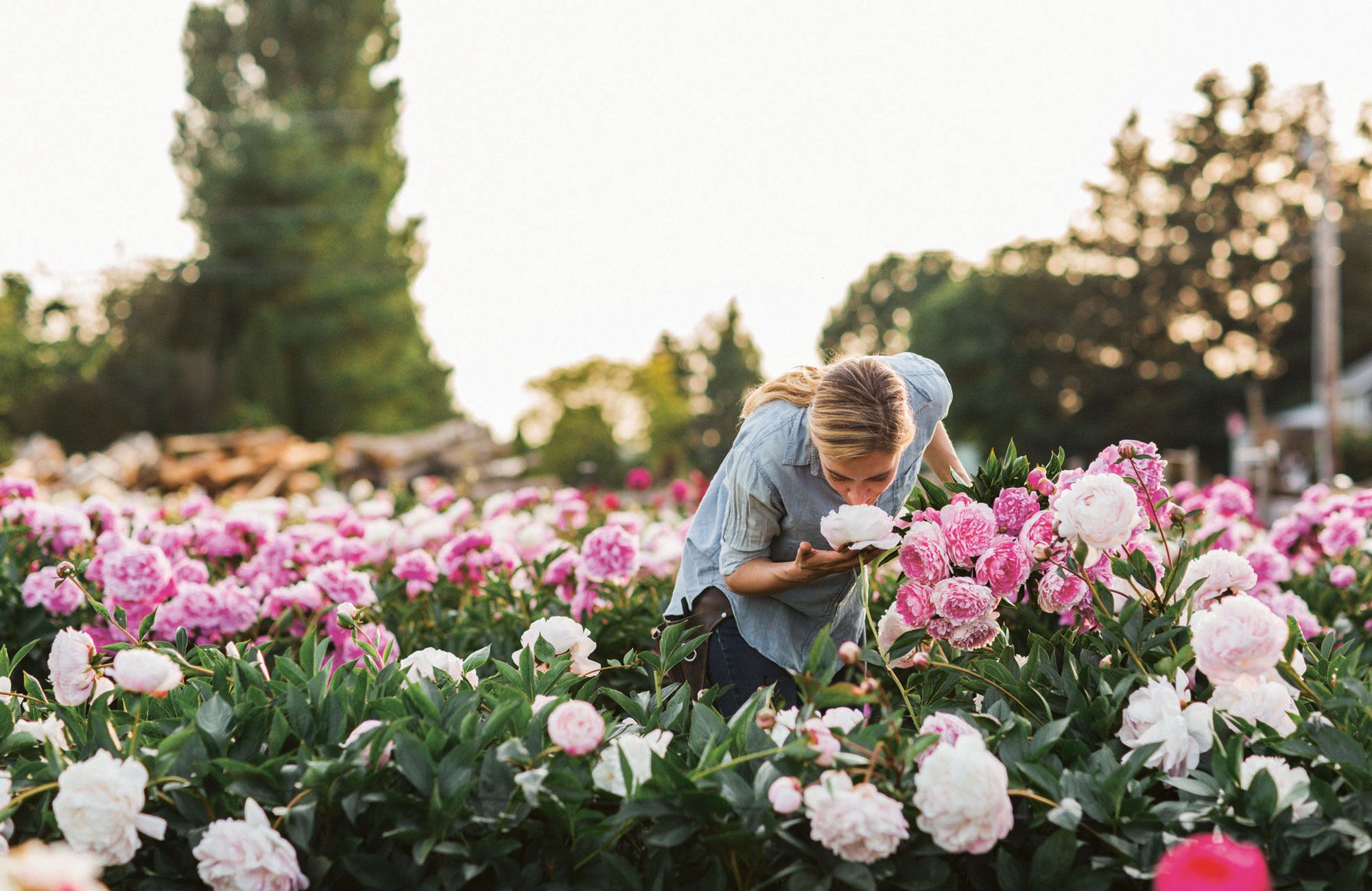 How to Grow Peonies - How to Care for Peonies