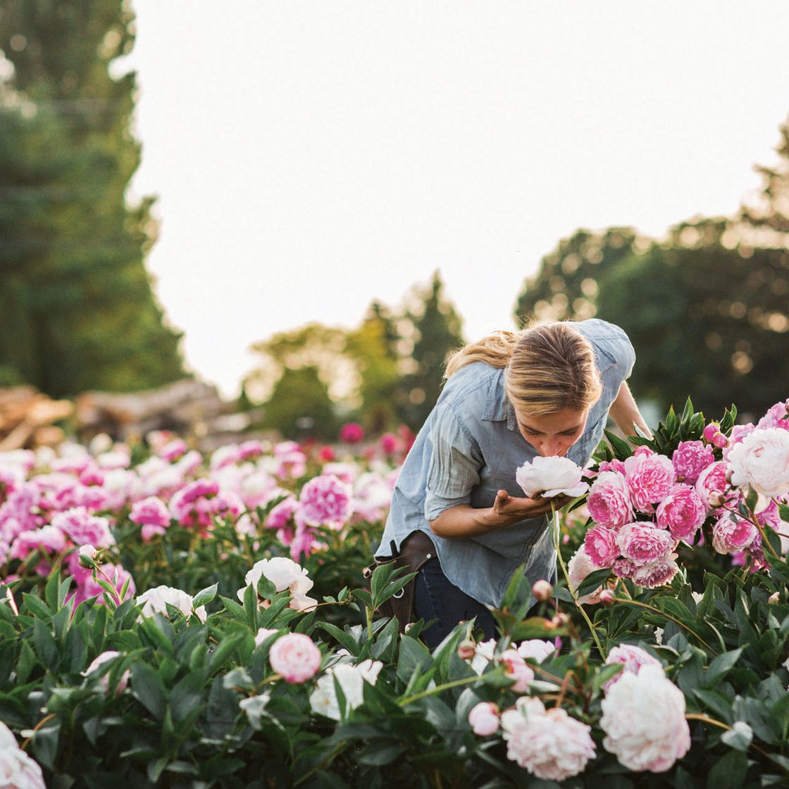 flower, flowering plant, plant, pink, petal, spring, garden roses, botany, garden, cyclamen,