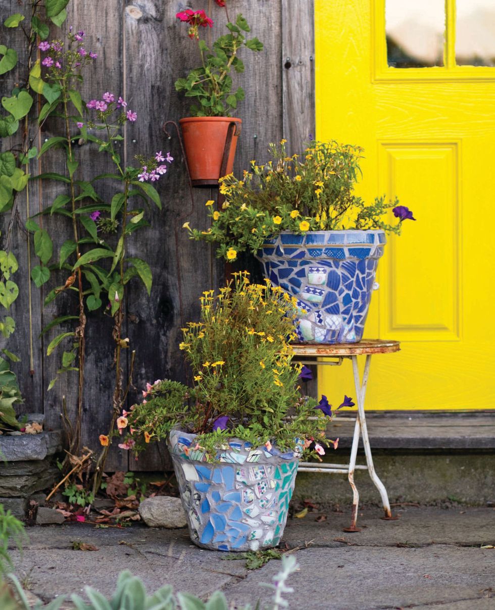 Flowerpot, Plant, Yellow, Flower, Door, Interior design, Shrub, Garden, Houseplant, Annual plant, 