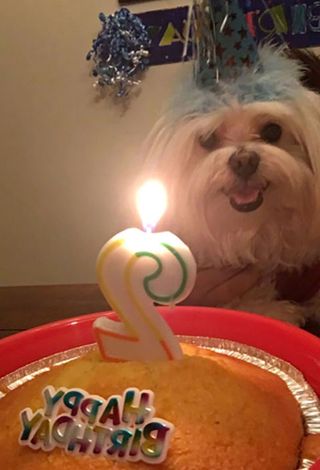 This Girl Threw the Most Adorable Party for Her Dog's Second Birthday