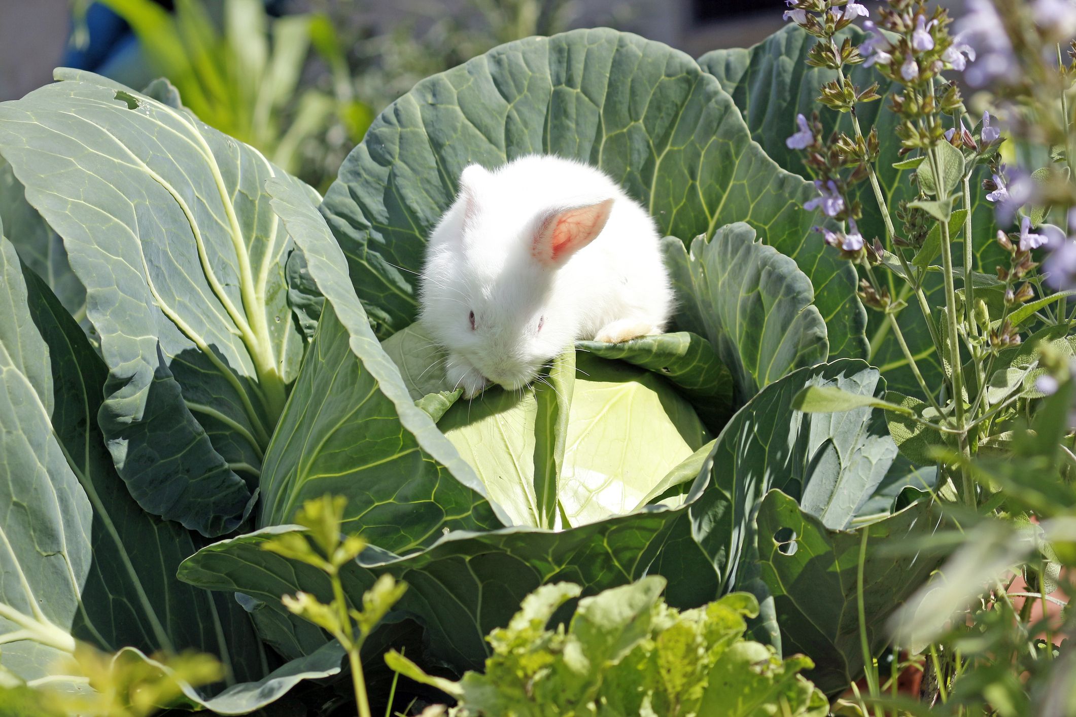 How To Keep Critters Out Of Your Garden Ways To Keep Animals Out Of Your Vegetable Garden