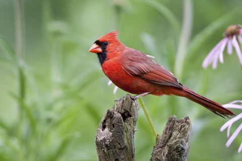 How to Keep Critters Out of Your Garden - Ways to Keep Animals Out of ...