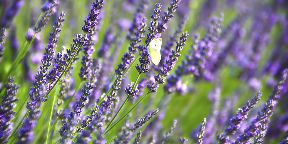 30 Great Lavender Plant Recipes and Uses - How to Grow Lavender