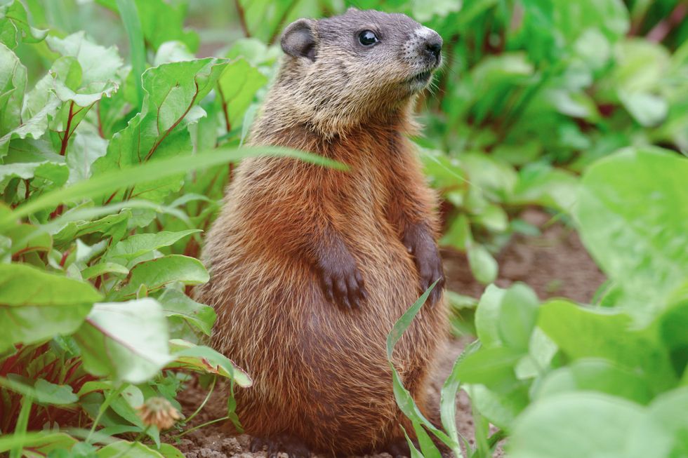 Mammal, Vertebrate, Groundhog, Gopher, Groundhog day, Terrestrial animal, Whiskers, Beaver, Marmot, Prairie dog, 