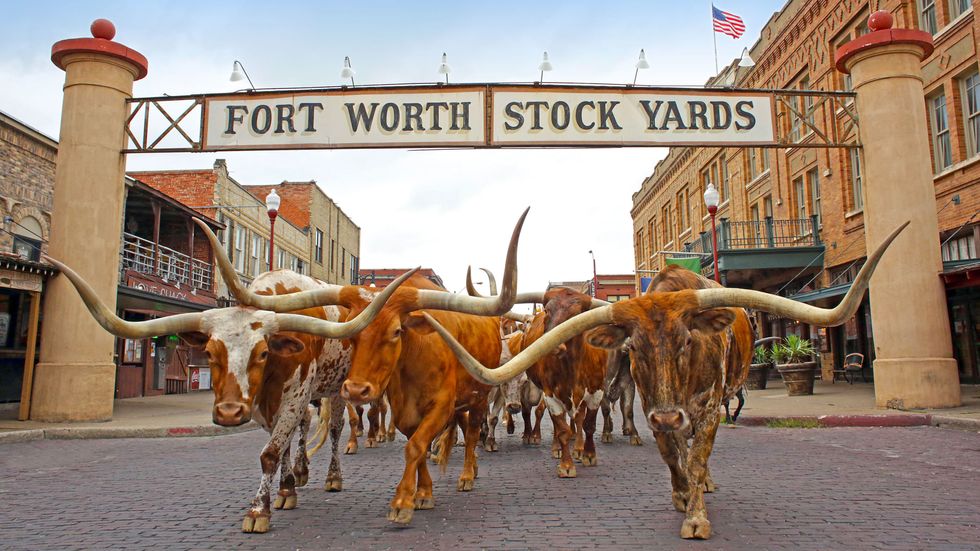 Window, Horn, Town, Bull, Ox, Natural material, Bone, Texas longhorn, Tradition, Bovine, 