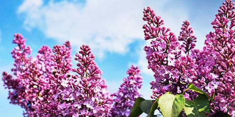 Flower, Flowering plant, Lilac, Plant, Pink, Lilac, Purple, Spring, lilac, Violet, 