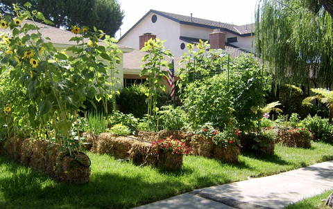 Garden, Yard, Property, Backyard, Home, Shrub, Lawn, Residential area, House, Plant, 