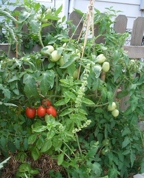 Plant, Fruit, Solanum, Flower, Tomato, Bush tomato, Vegetable, Food, Flowering plant, Cherry Tomatoes, 