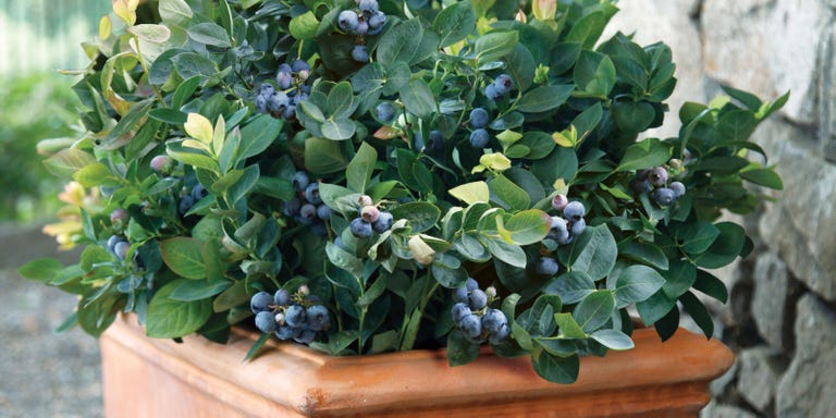 How to Create an Edible Garden - Edible Landscape Ideas How to Create an Edible Garden - Edible Landscape Ideas on Edible Landscape Design
id=17099