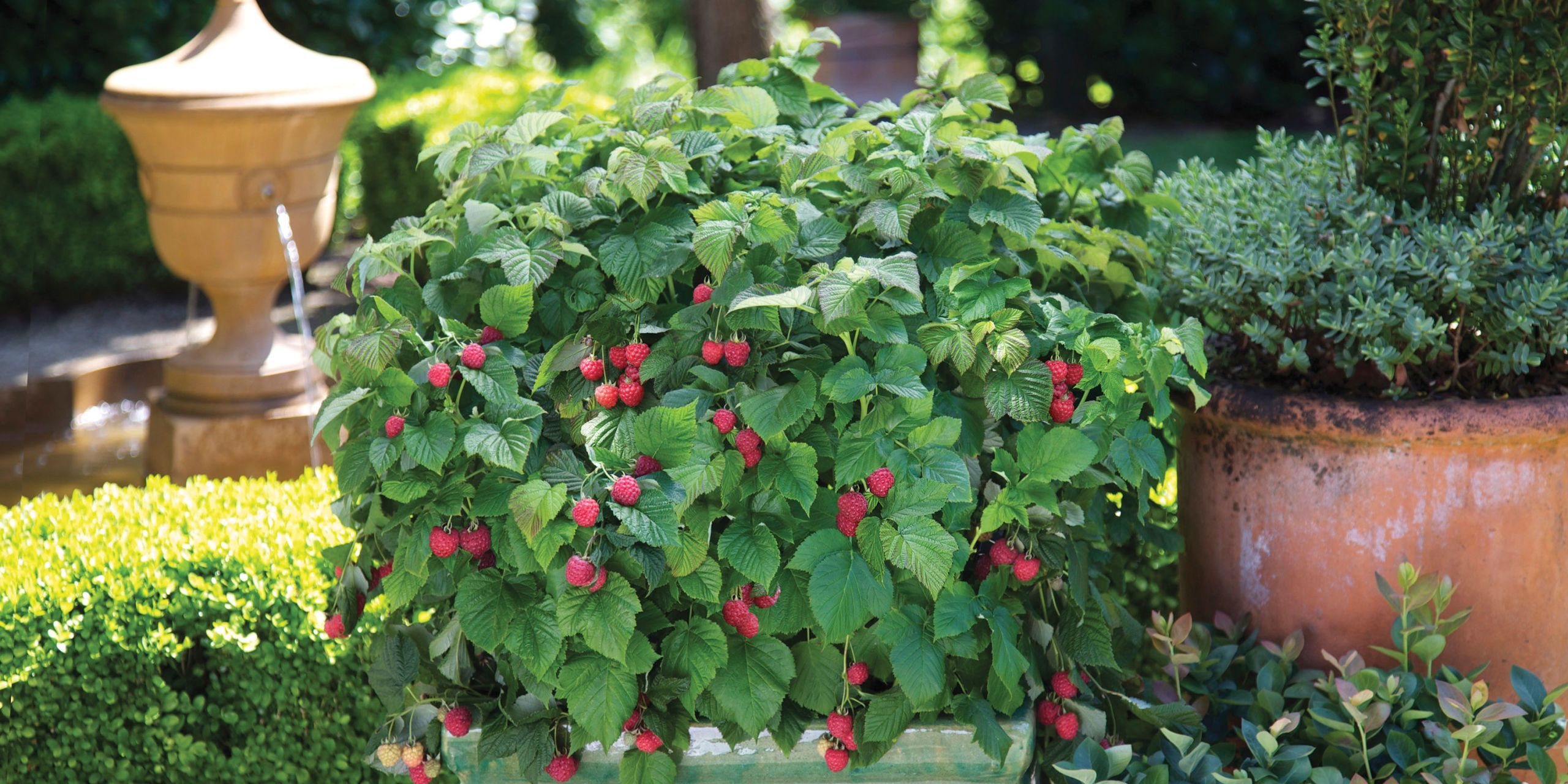 edible garden design edible garden design