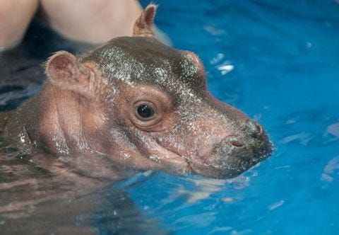 Fiona The Hippo Walks On Ramp Fiona The Hippo Fiona The Hippo Walks On Ramp Fiona The Hippo
