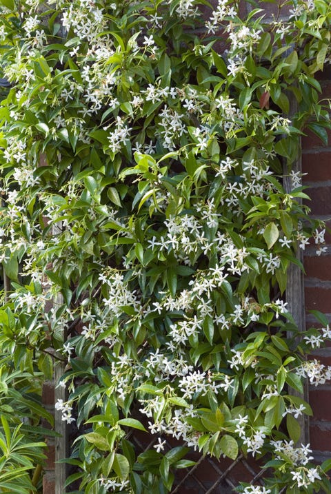 12 Fast Growing Flowering Vines Best Wall Climbing To Plant Fast Growing Flowering Vine Star Jasmine