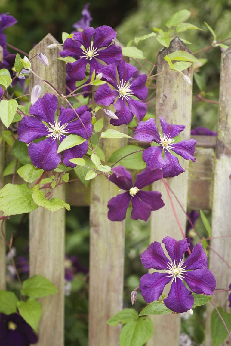 10 Fast Growing Flowering Vines - Best Wall Climbing Vines to Plant