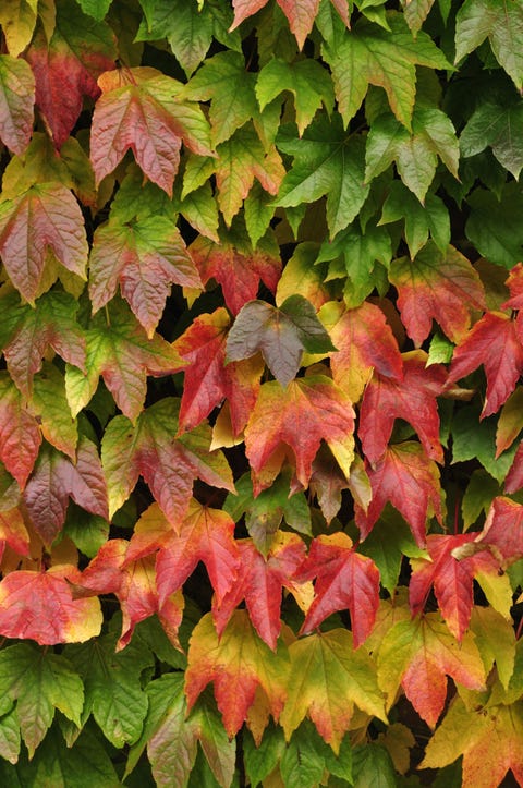 16 Fast Growing Flowering Vines Best Wall Climbing 16 Fast Growing Flowering Vines Best Wall Climbing