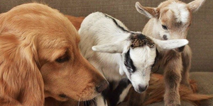 Dog with goat babies