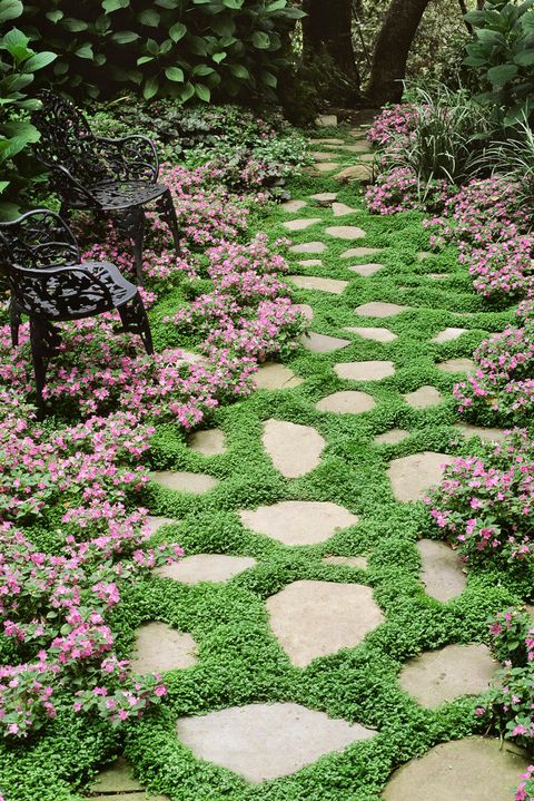 22 Best Ground Cover Plants Low, Sun Loving Ground Cover