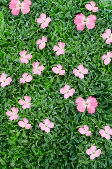 22 Best Ground Cover Plants Low, Pink Ground Cover Plants