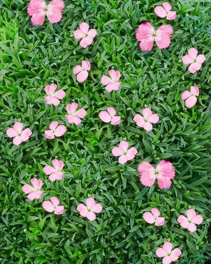 ground cover flowers dianthus sternkissen