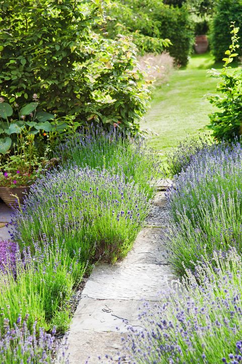 lavender landscape idea