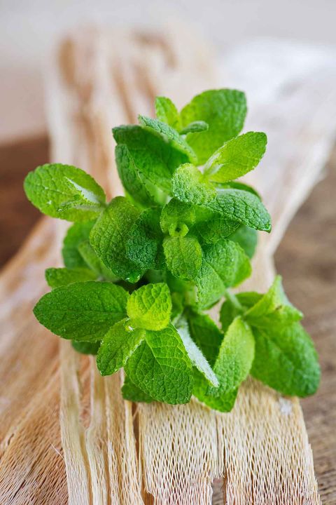 12 Plants That Repel Mosquitoes Natural Mosquito Repellents