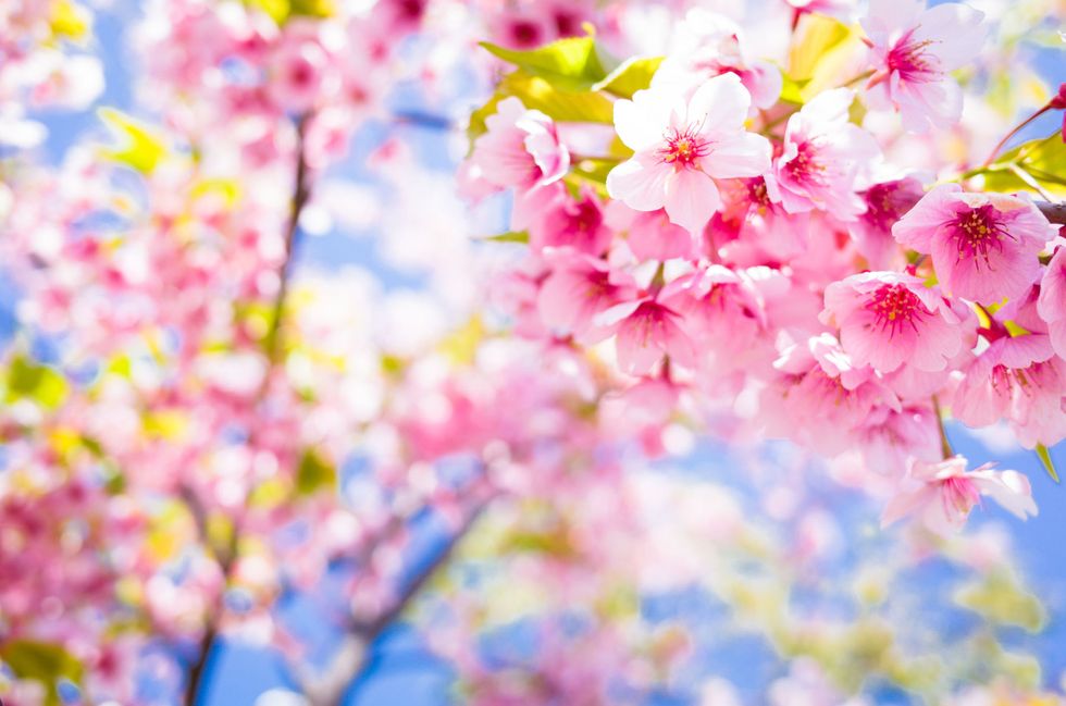 cherry blossom ice cream
