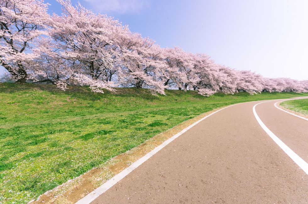 10 Interesting Facts About Cherry Blossoms You Didn't Know - Farmers'  Almanac - Plan Your Day. Grow Your Life.