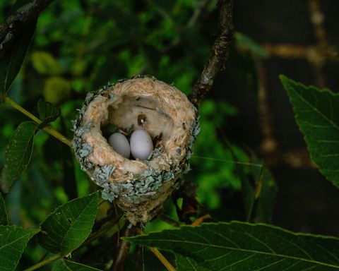 Bird nest, Nest, Plant, Tree, Bird, Hummingbird, Wildlife, Trunk, Twig, 